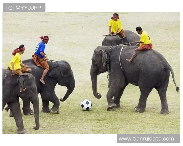 最强动物足球明星揭晓谁能在绿茵场上称霸天下